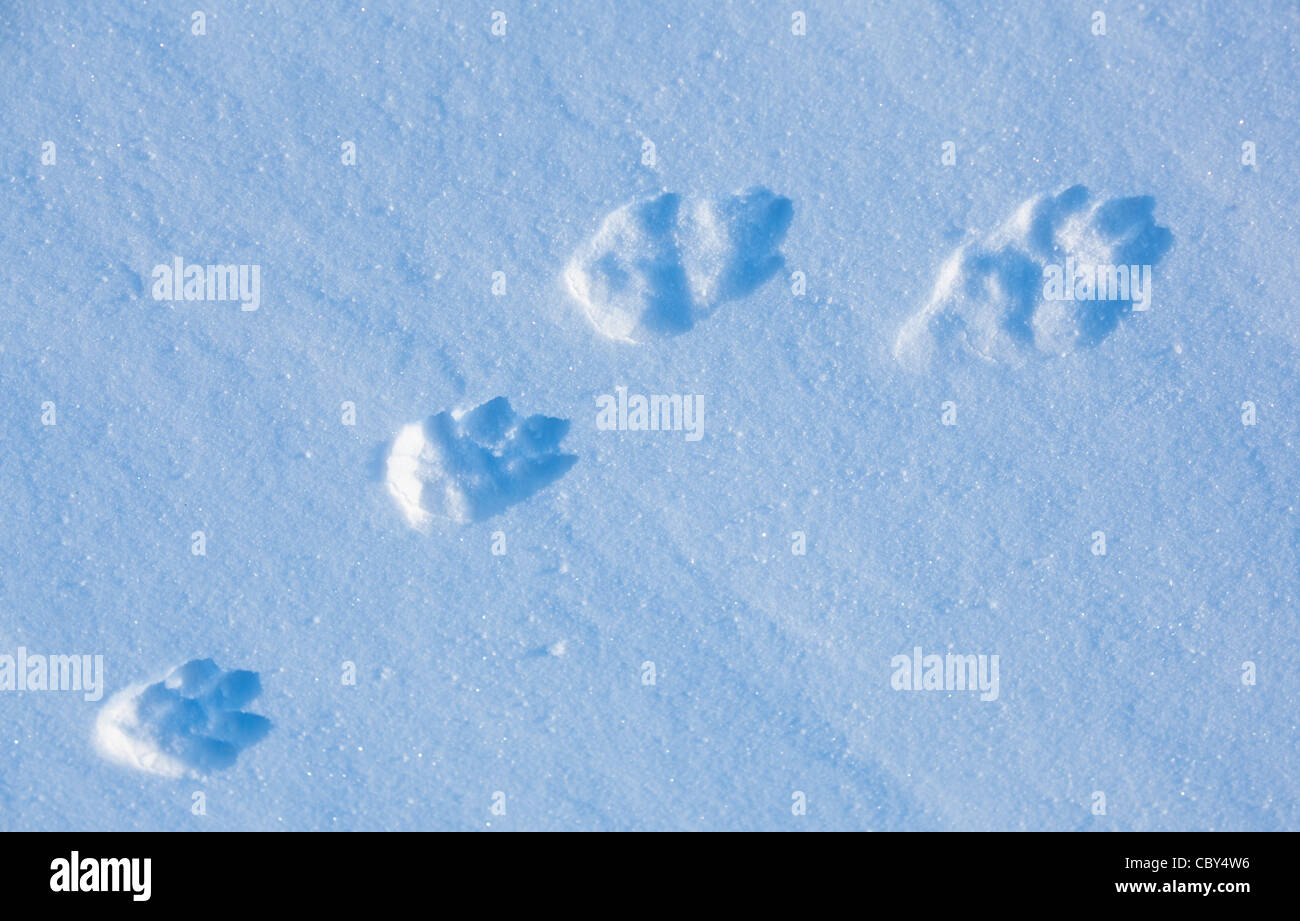 Isolierte Nahaufnahme eines Berghasen (lepus timidus) auf der Schneeoberfläche im Winter, Finnland Stockfoto