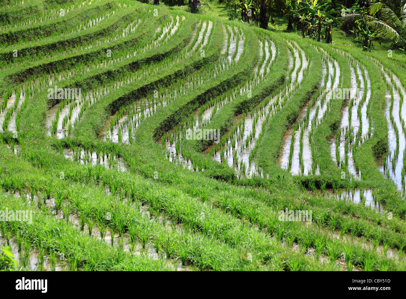 Nassen Reisfeld - Reis Terrasse auf Bali, Indonesien Stockfoto
