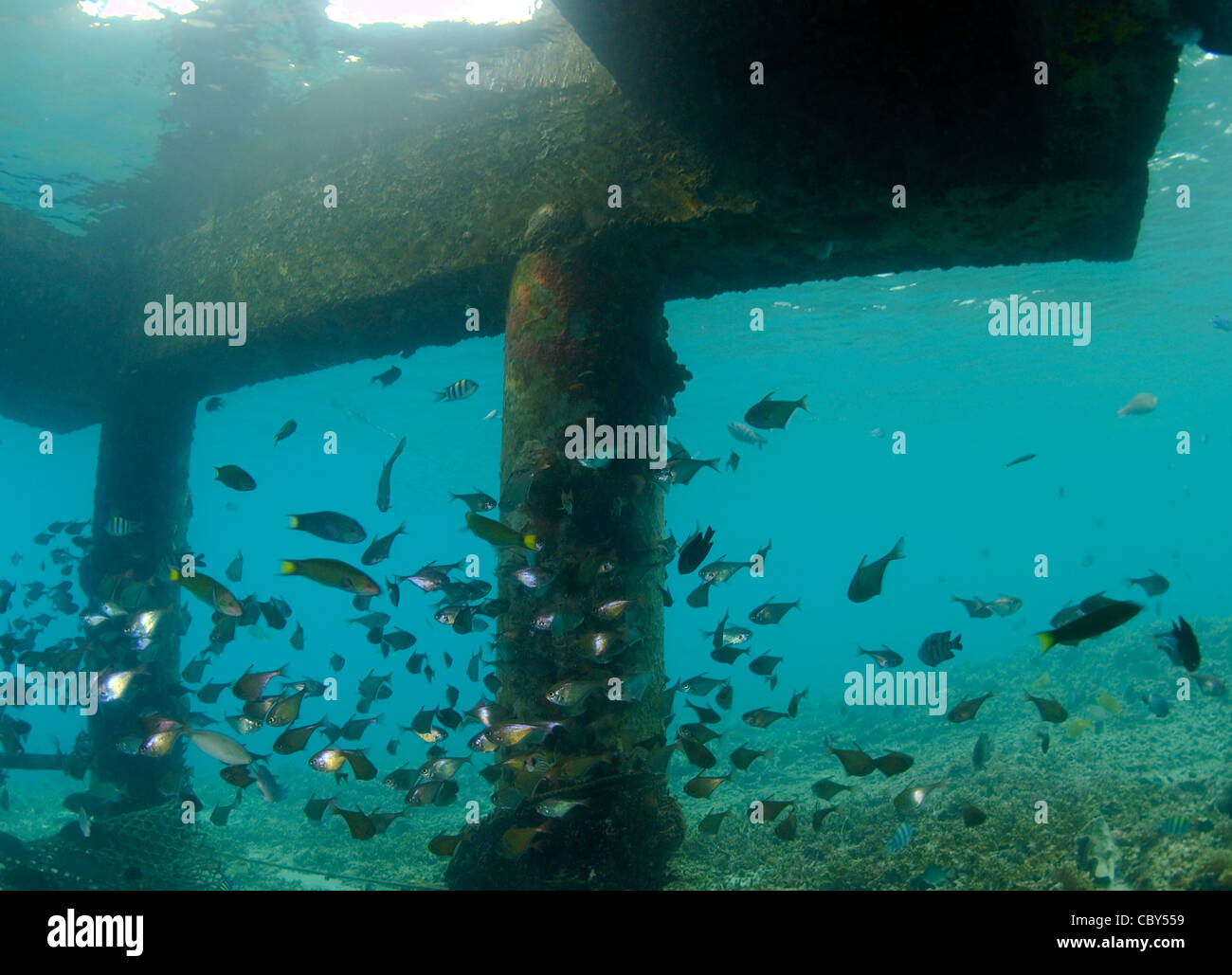 Schule von tropischen Fischen, Redang Island, Malaysia, Südost-Asien Stockfoto