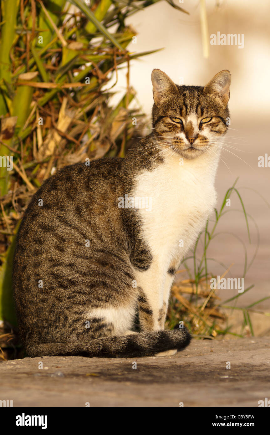 Katze sitzend, Marokko Stockfoto