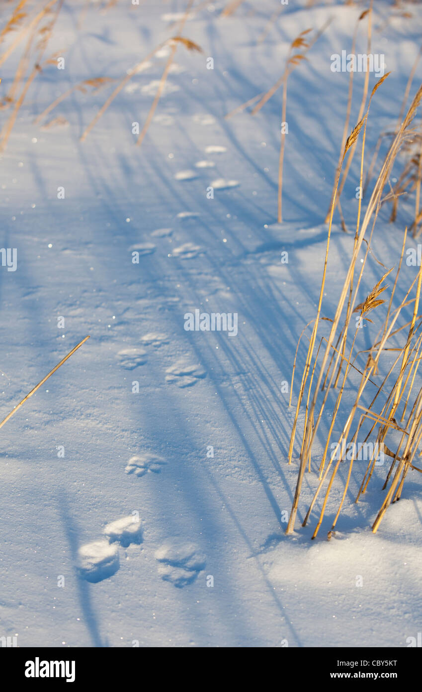 Schneehase (Lepus Timidus) Spuren im Schnee, Finnland Stockfoto