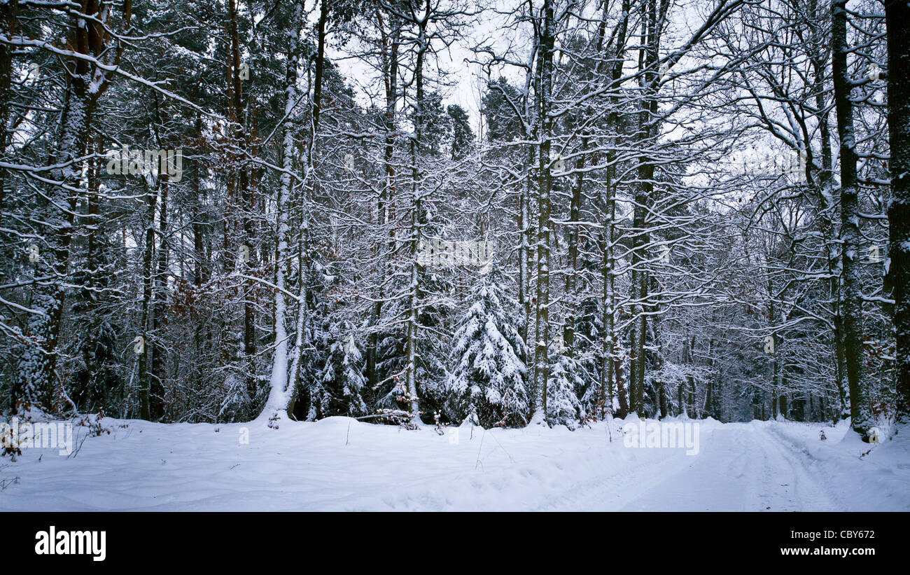 Schnee im Wald am Wintertag Stockfoto