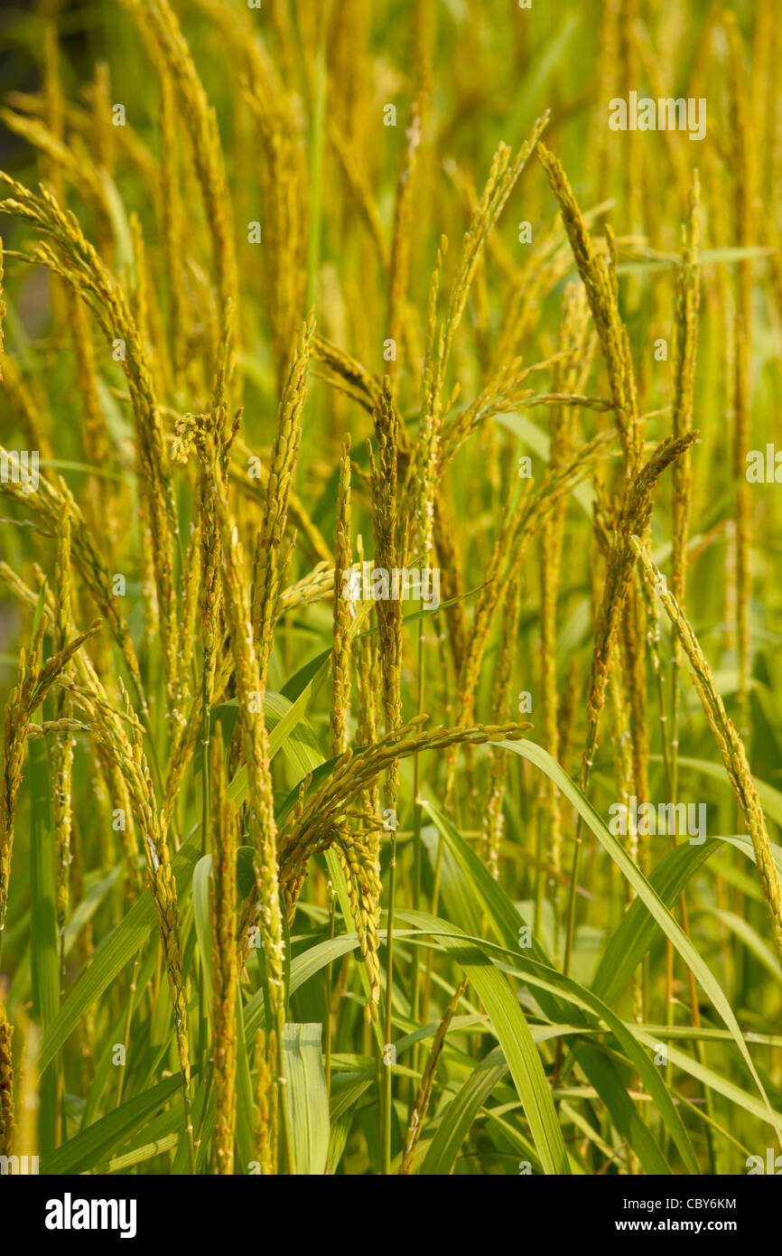 Reis-Nahaufnahme Stockfoto