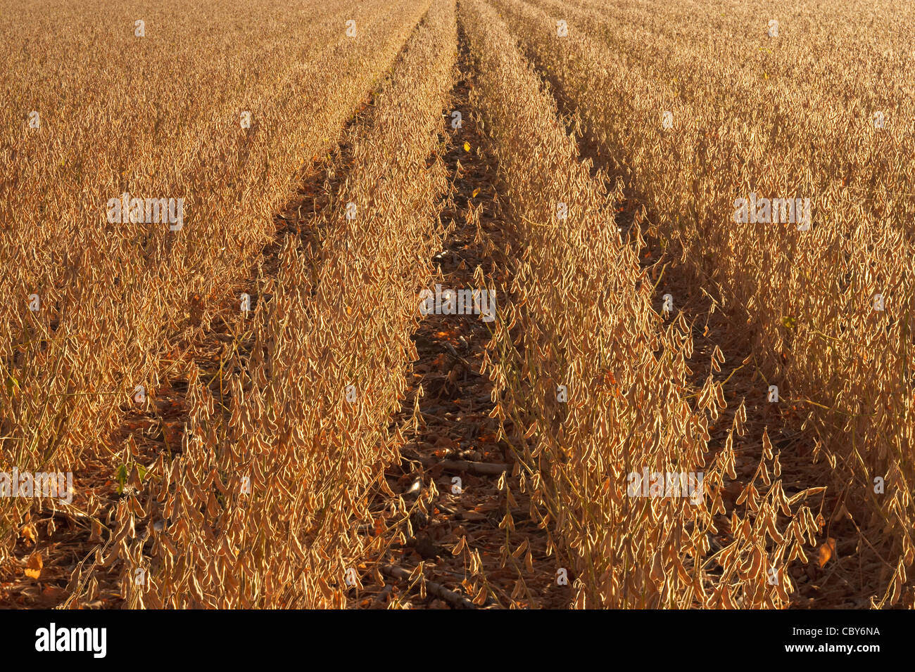 Soja-Feld bereit zu ernten Stockfoto