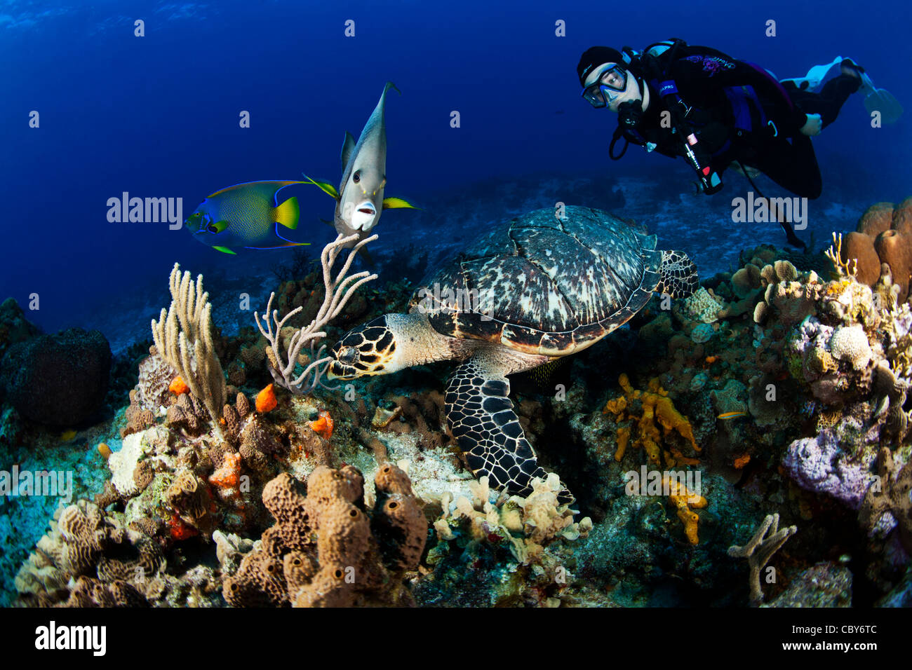 Scuba Diver Begegnungen Meeresschildkröte über Korallenriff im Wasser Weg von Cozumel, Mexiko Stockfoto