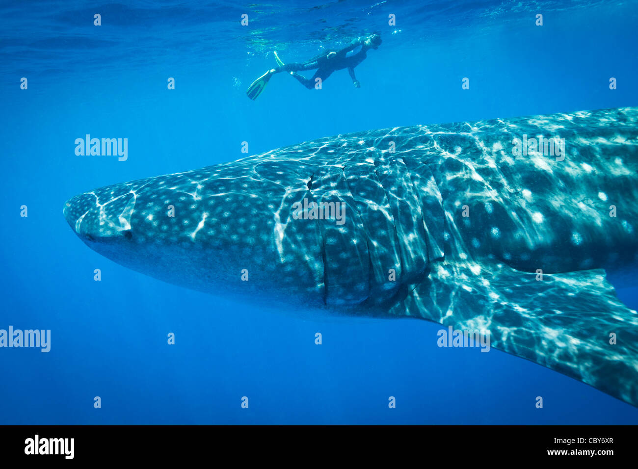 Französin aus London, Schwimmen über eines der größeren Walhaie, Isla Mujeres, Mexiko Stockfoto