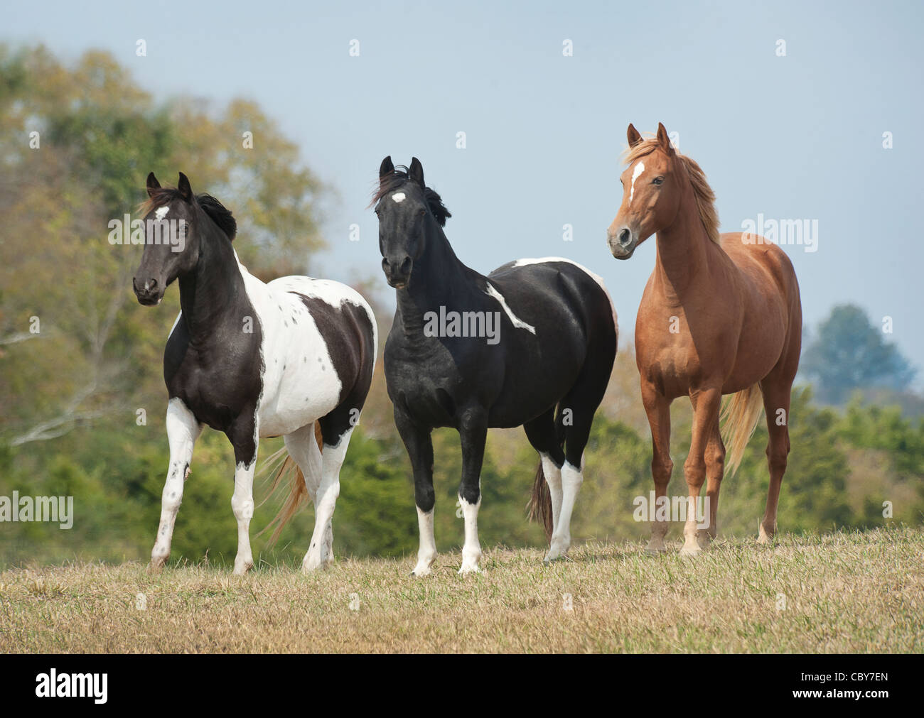 Drei Tennessee Walking Horse Stute Warnung am Horizont Stockfoto