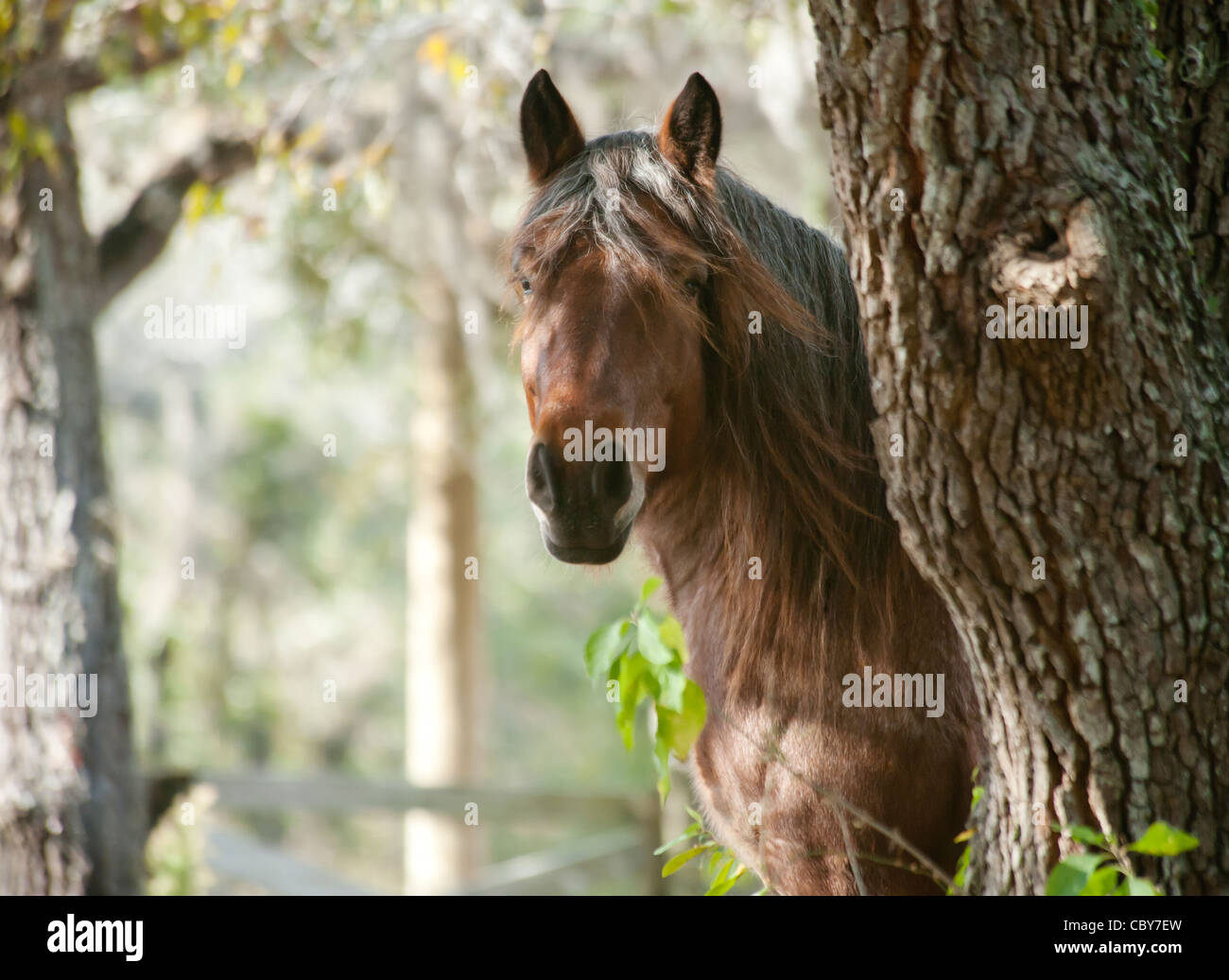 Ardenner Zugpferd Stute Stockfoto