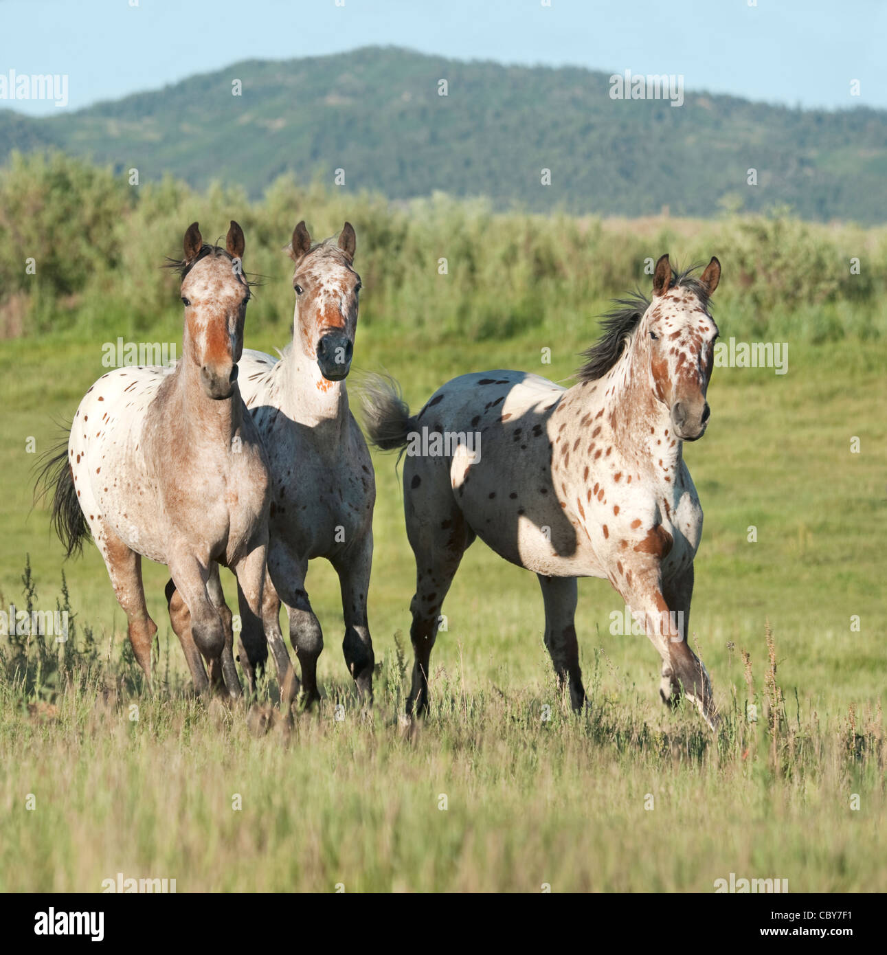 Gruppe von Tiger-Pferde-Rennen quer durch offene Weide Stockfoto