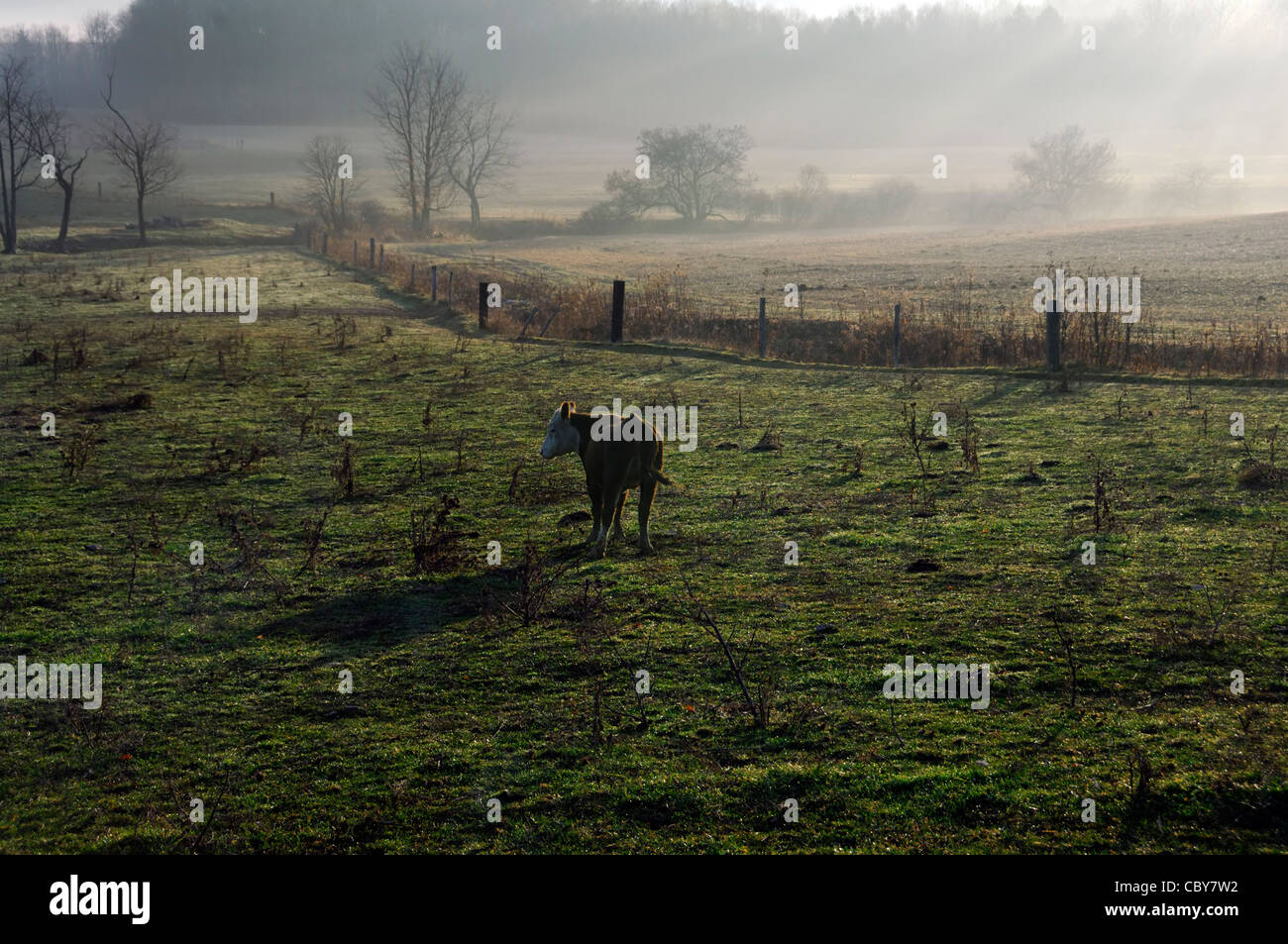 Eine Milchkuh steht in einem Feld in Nebel mit Sonne durchströmen Stockfoto