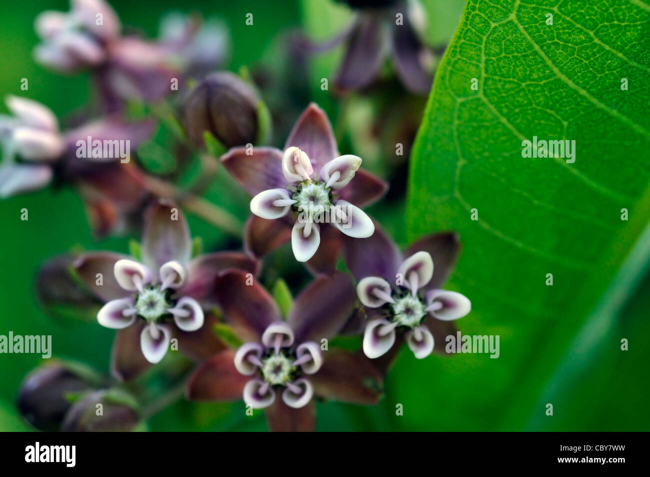 Wolfsmilch-Blumen Stockfoto