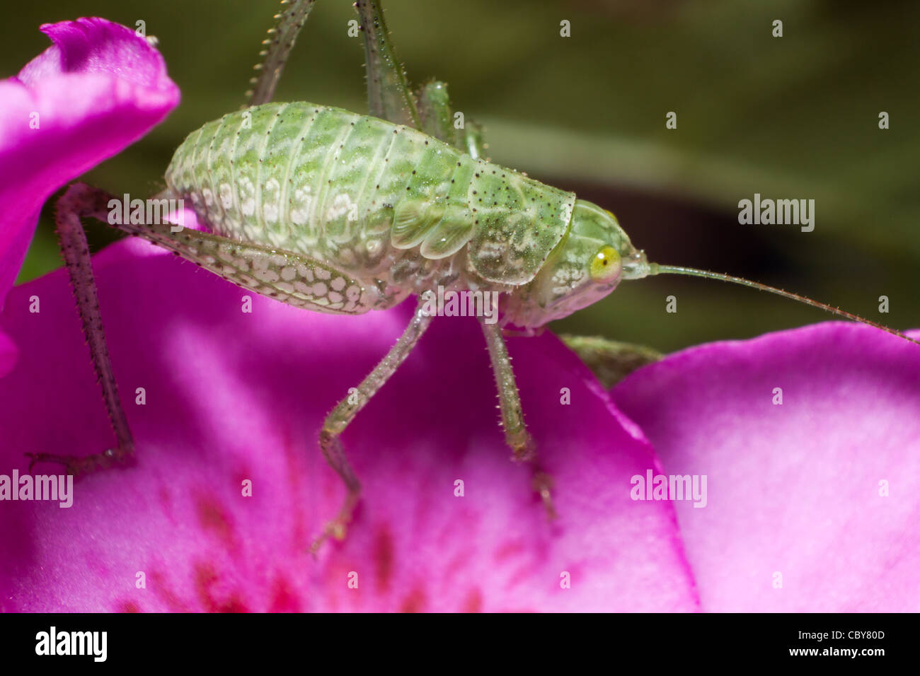 Heuschrecke auf der Blume Stockfoto