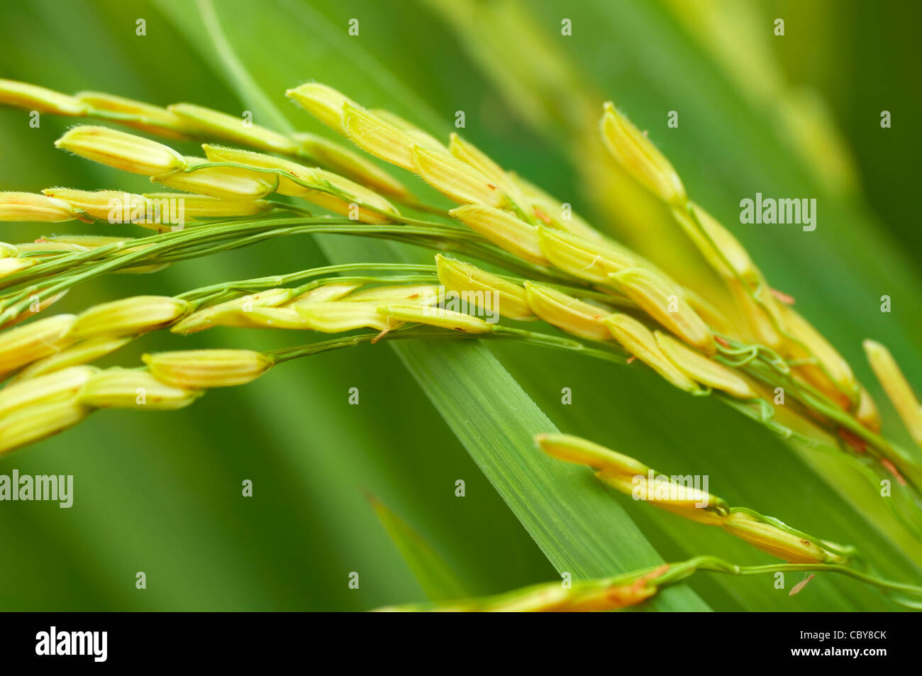 Nahaufnahme des grünen Paddy-Reis. Stockfoto