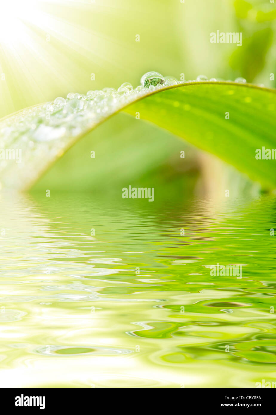 Grüne Wiese mit Regentropfen Hintergrund Stockfoto