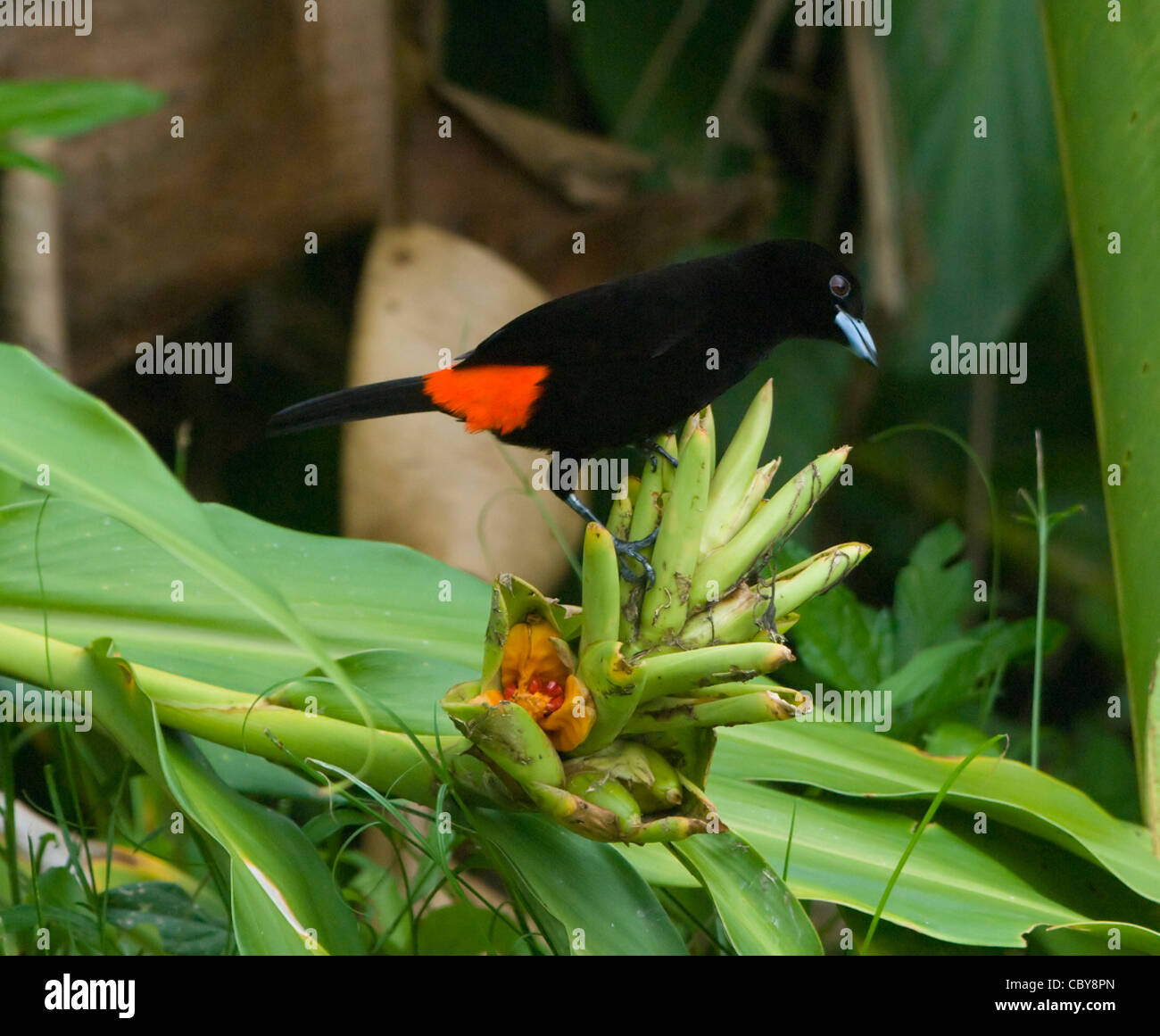 Scharlach-Psephotus Tanager (Ramphocelus Costaricensis), Männlich, Costa Rica Stockfoto