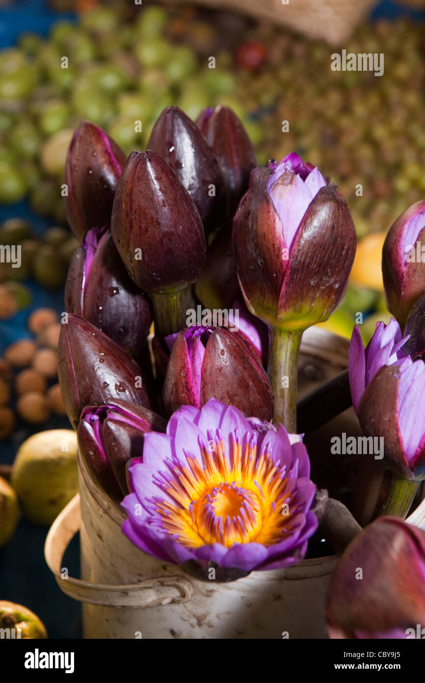 Indien, Manipur, Imphal, Khwairamband Basar, Frauen Markt Lotusblüten zu verkaufen Stockfoto