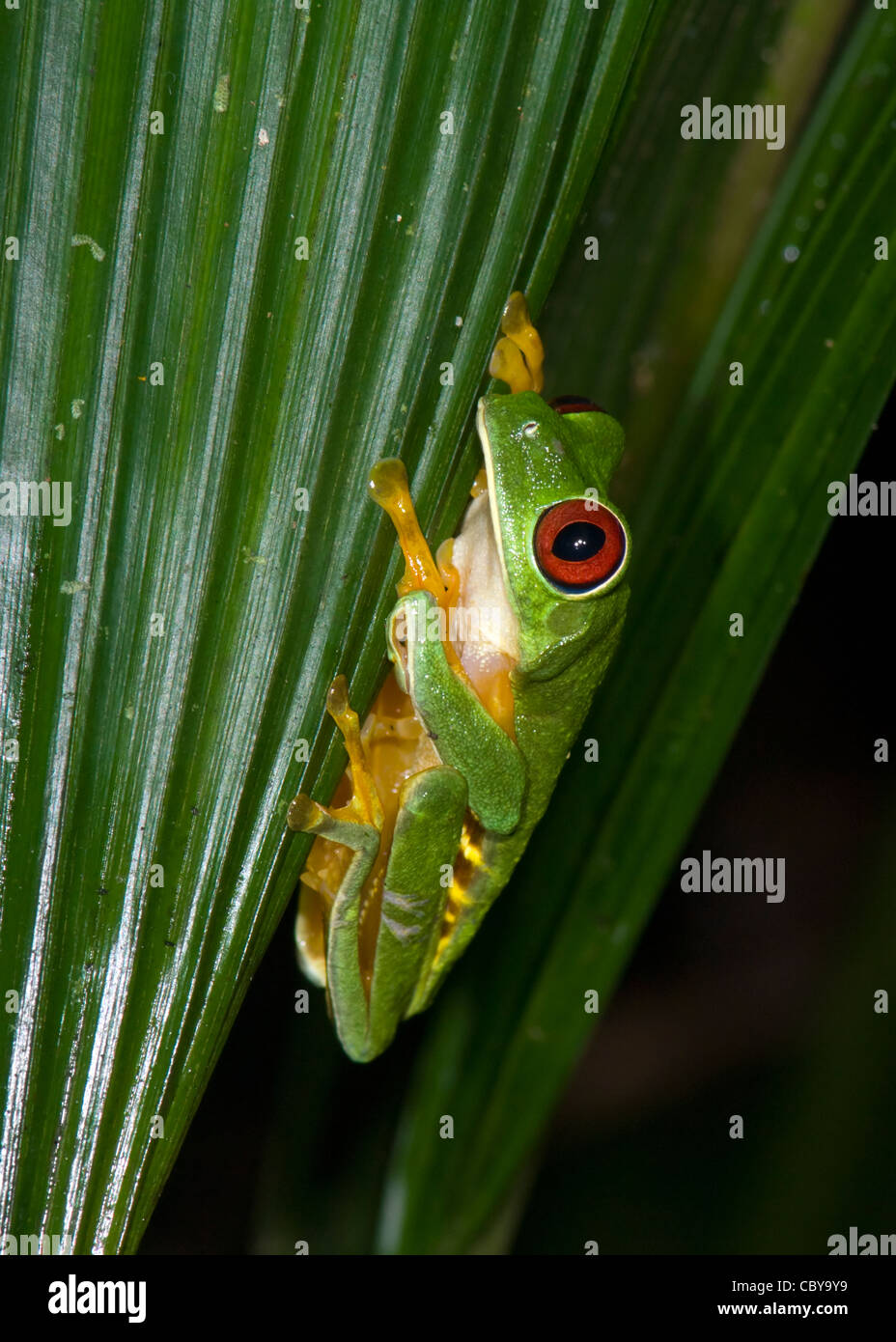 Rotäugigen Baumfrosch Agalychnis Callidryas Costa Rica Stockfoto