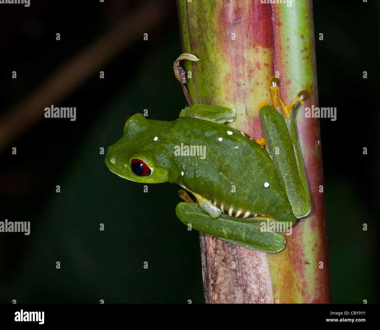 Rotäugigen Baumfrosch (Agalychnis Callidryas), Costa Rica Stockfoto