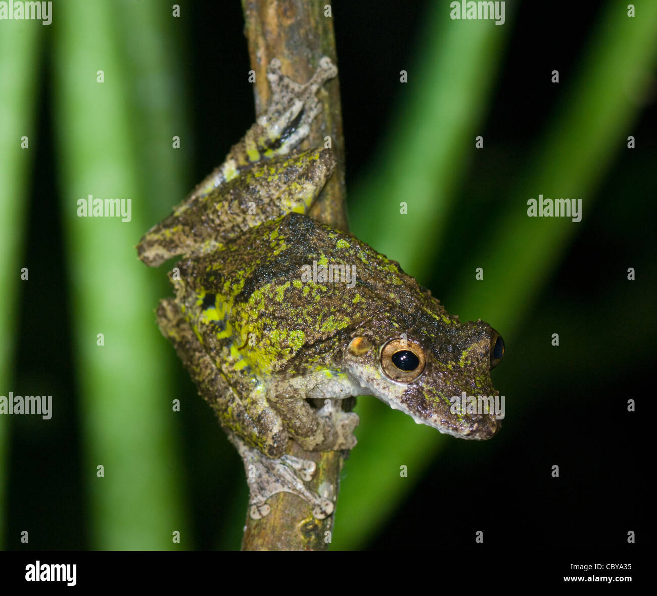 Boulenger Snouted Frosch (Scinax Boulengeri), Costa Rica Stockfoto