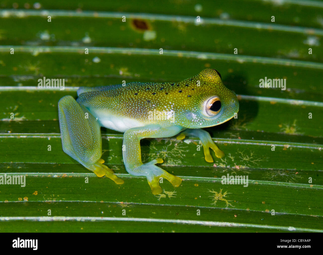 Smaragdgrünen Glas Frosch (Centrolene Prosoblepon), Manuel Antonio, Costa Rica Stockfoto