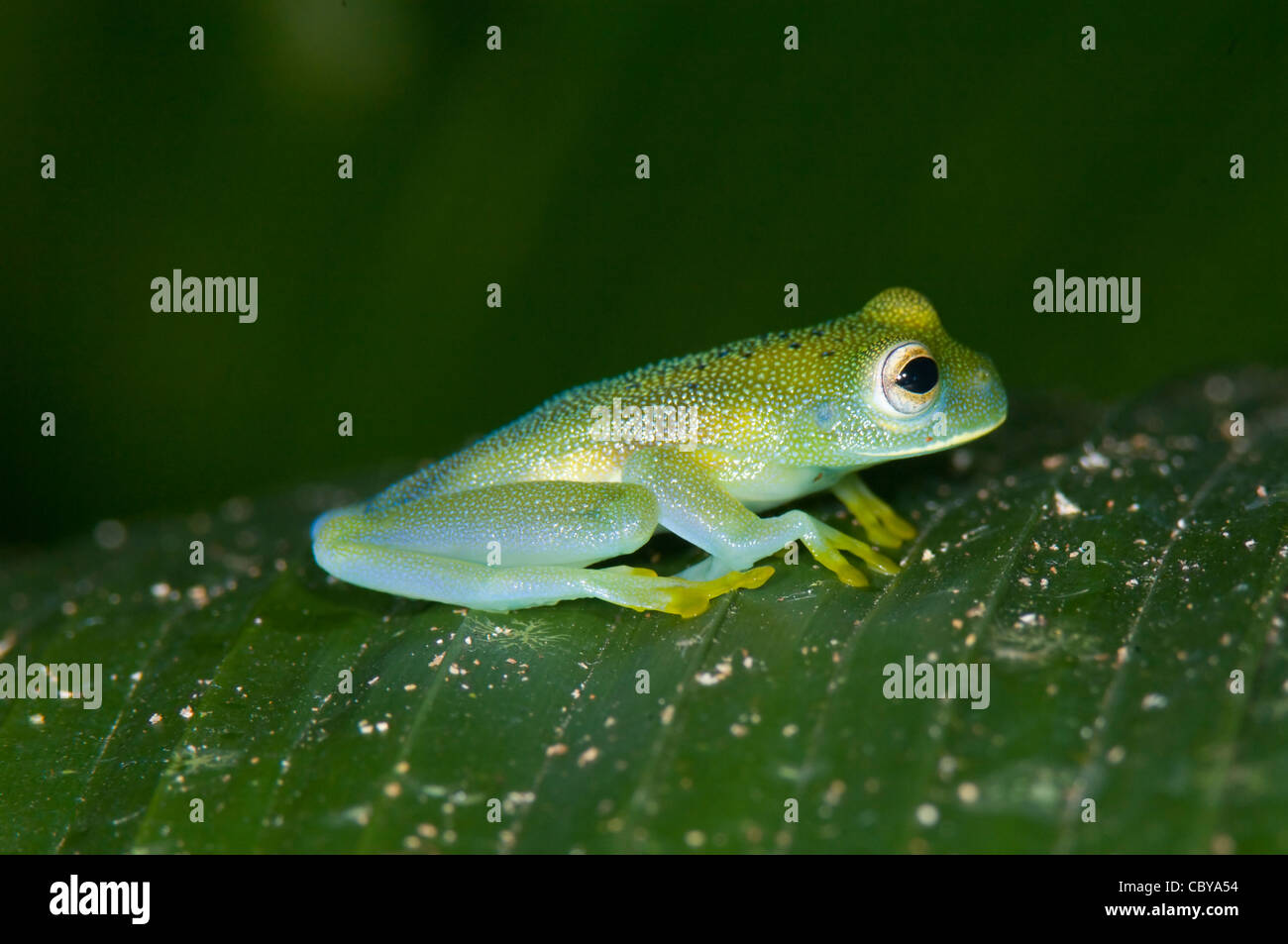 Smaragdgrünen Glas Frosch (Centrolene Prosoblepon), Manuel Antonio, Costa Rica Stockfoto