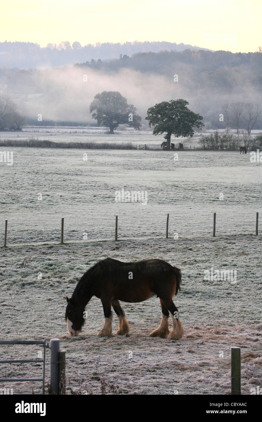 Ein Pferd sucht einige Rasen auf einem gefrorenen frühmorgens in Buildwas, Shropshire. Stockfoto