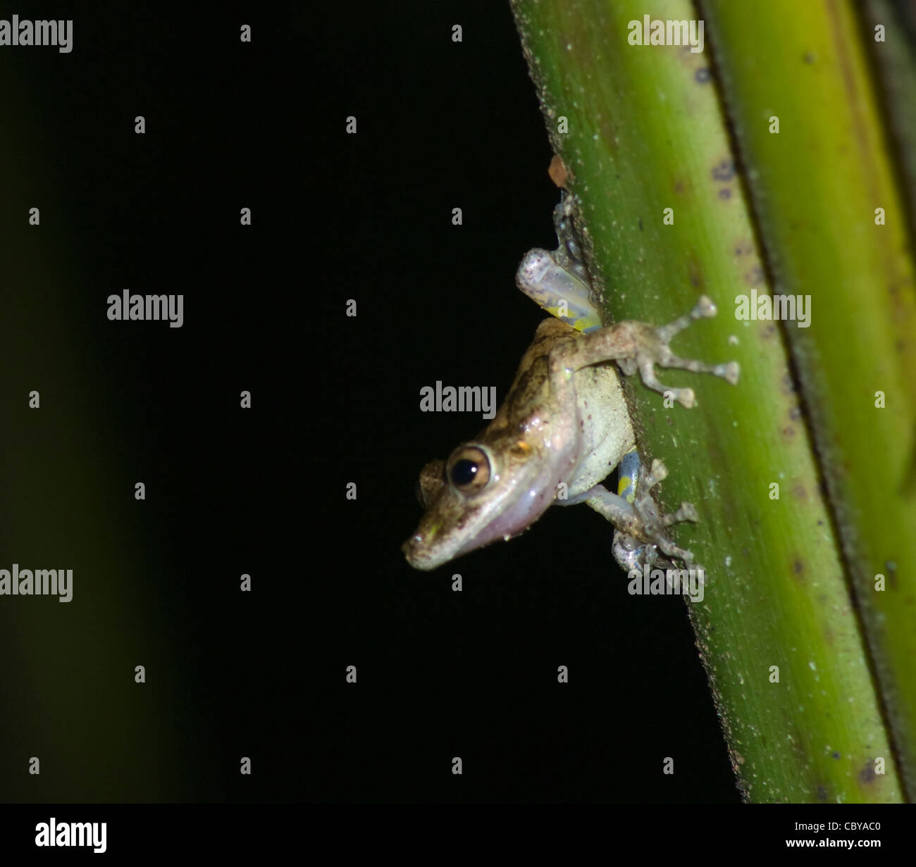 Boulenger Snouted Frosch (Scinax Boulengeri), Costa Rica Stockfoto