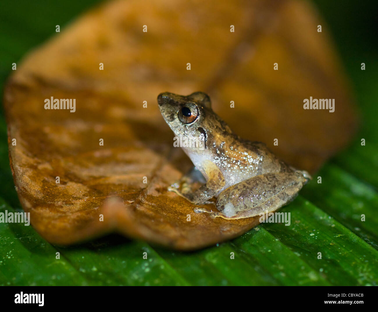 Grasfrosch Regen (Eleutherodactylus Fitzingeri), Costa Rica Stockfoto