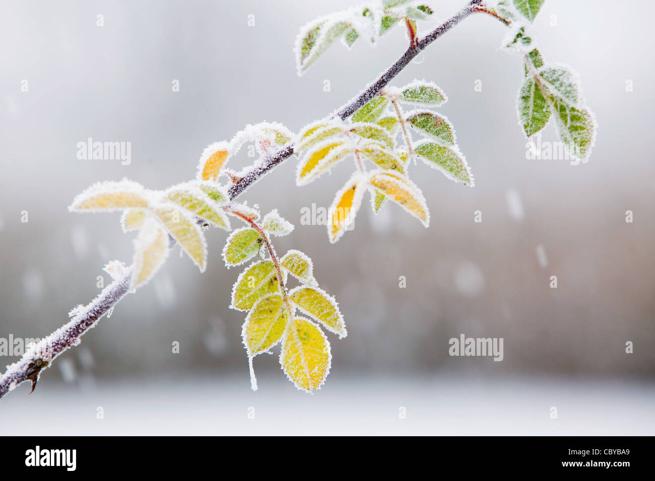Schnee fällt um gefrorene Blätter in der englischen Landschaft Stockfoto