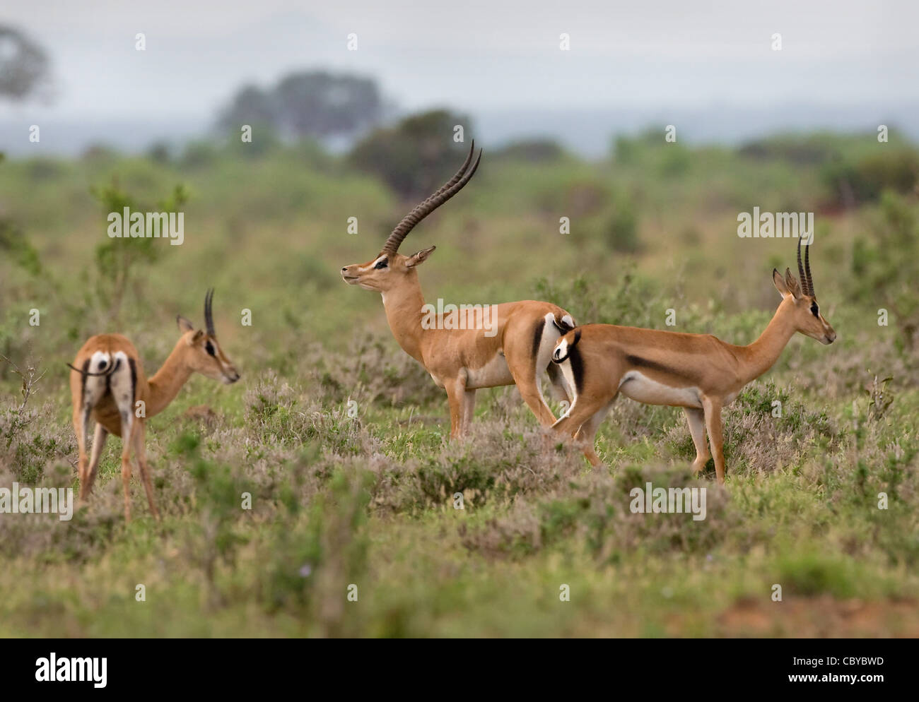 Männliche Grant es Gazelle Nanger Granti und zwei Weibchen im Tsavo Nationalpark Kenia Stockfoto