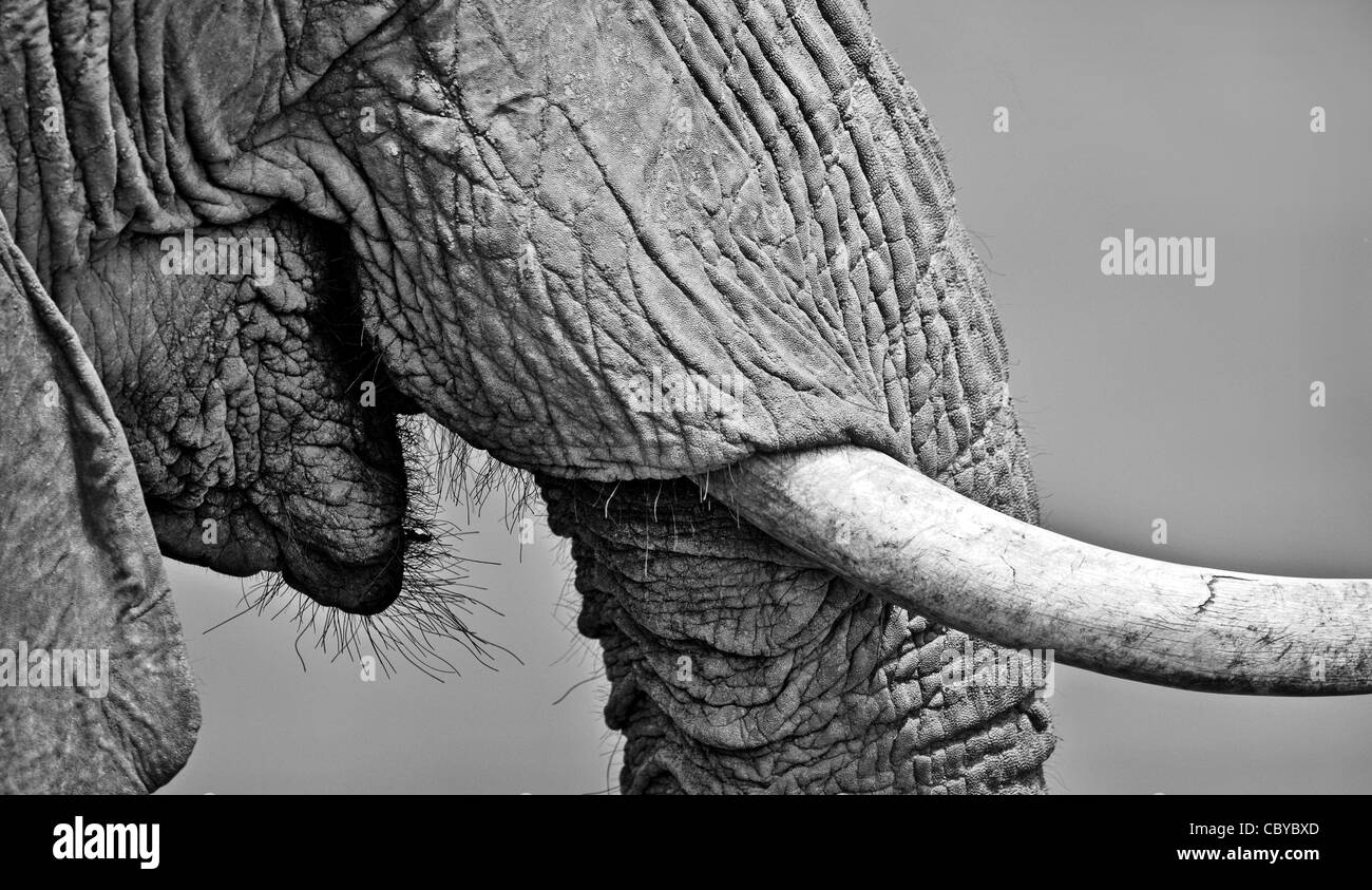 B & W Bild des Untergesichtes männlicher afrikanischer Elefant Loxodonta Africanus zeigt Stamm Stoßzähne und haarigen Lippen Tsavo Ost-Kenia Stockfoto