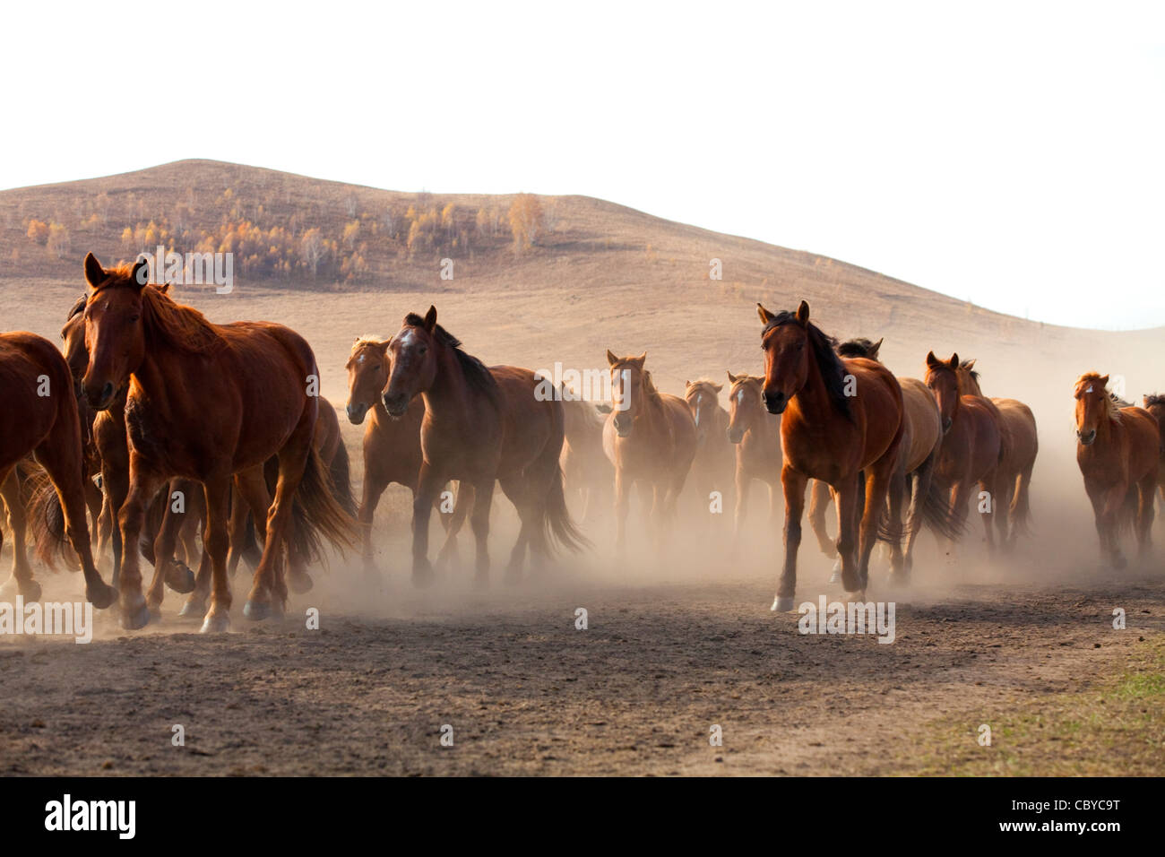 Eine Herde Pferde laufen in der Inneren Mongolei Stockfoto