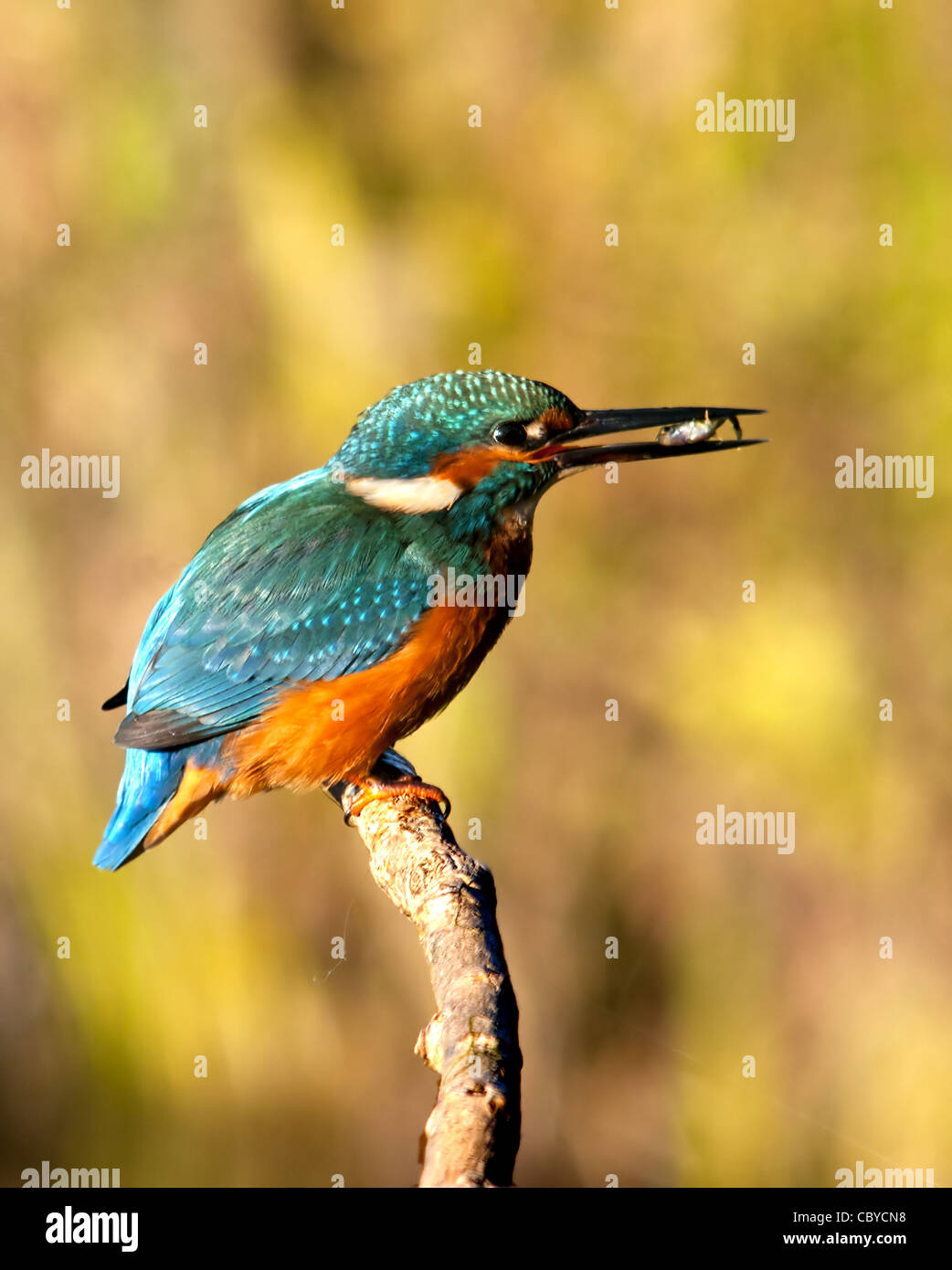 Eisvogel auf einem Ast mit Fisch im Schnabel Stockfoto