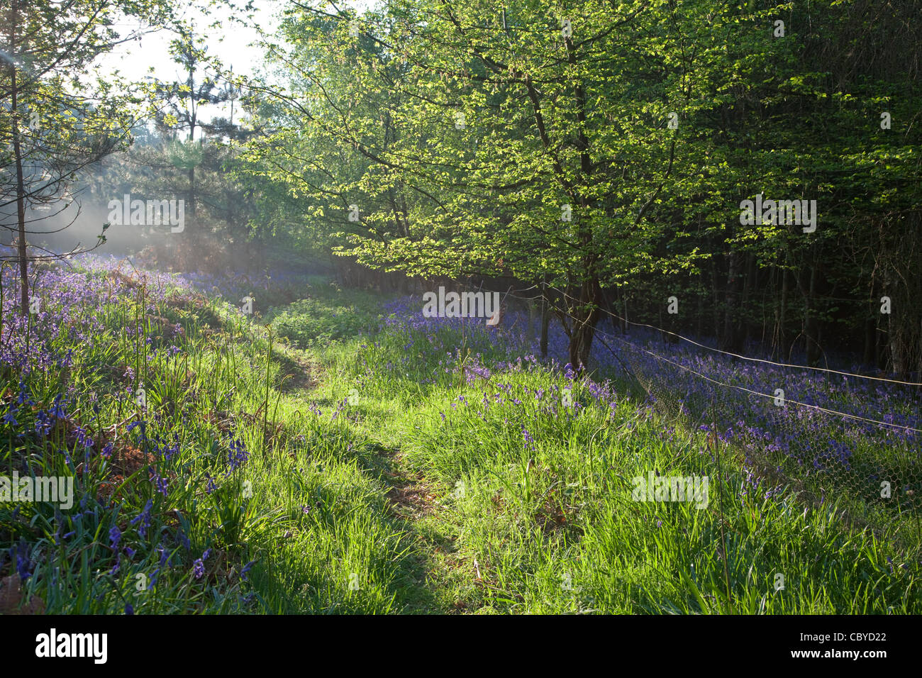Glockenblumen im Frühjahr. Pipers Holz in der Nähe von Amersham & Little Missenden, die teilweise zerstört wird durch die HS2 High Speed Rail Line Stockfoto