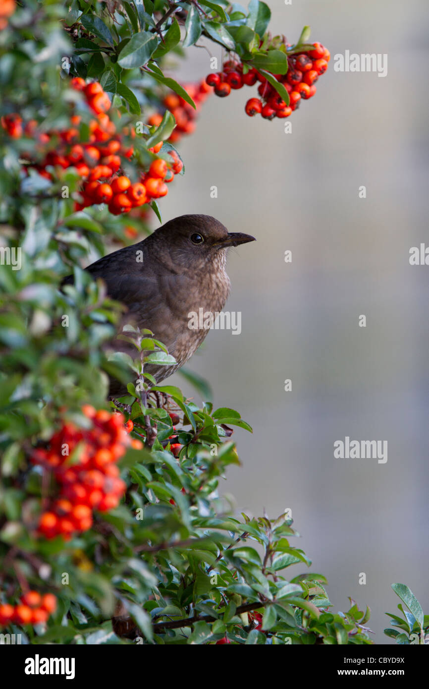 Amsel (Turdus Merula), erwachsenes Weibchen thront in Feuer (Pyracantha) Dornbusch, Warwickshire, England, Dezember Stockfoto