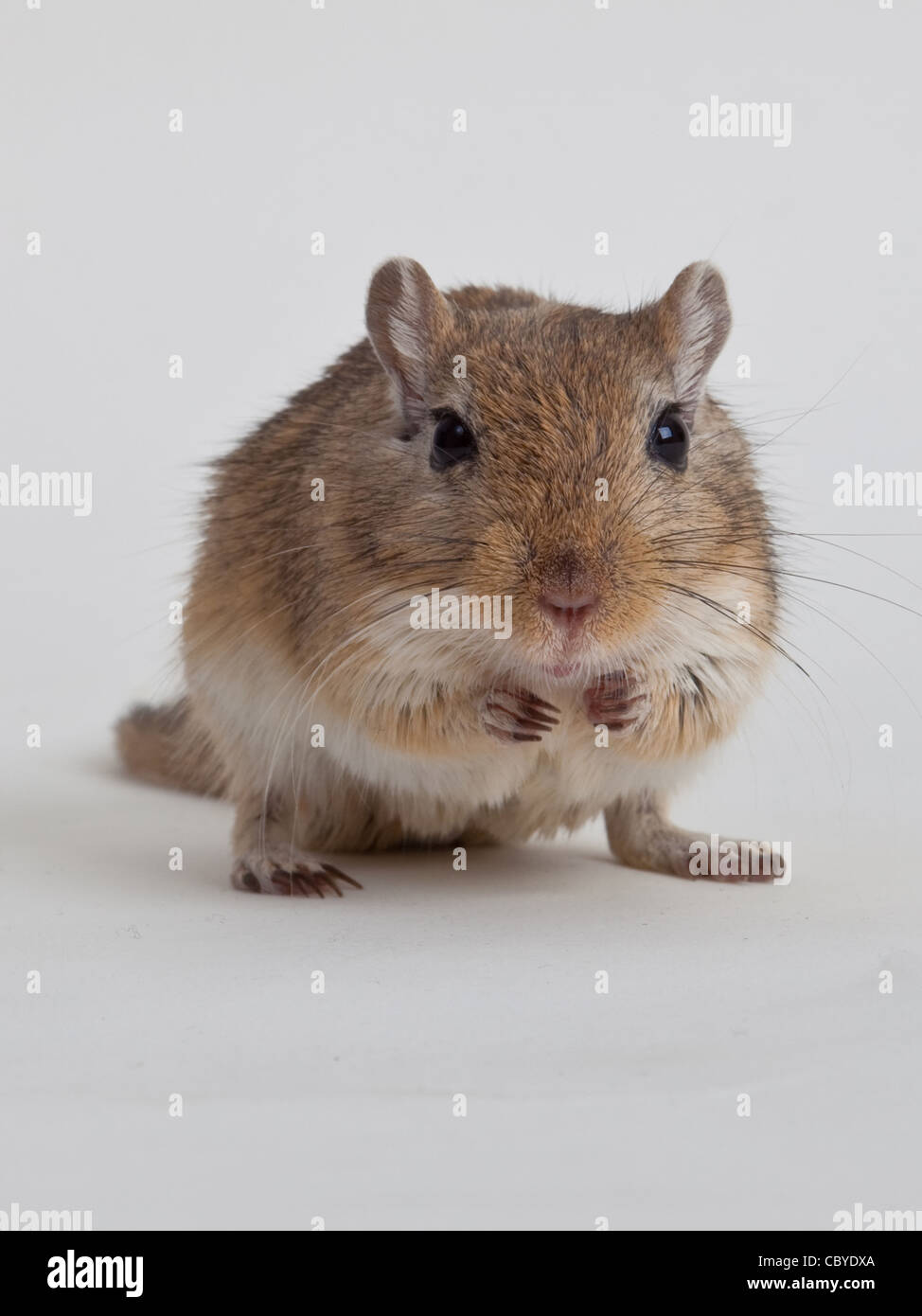 Männliche Rennmaus auf ein weißes Studio-Hintergrund Stockfoto