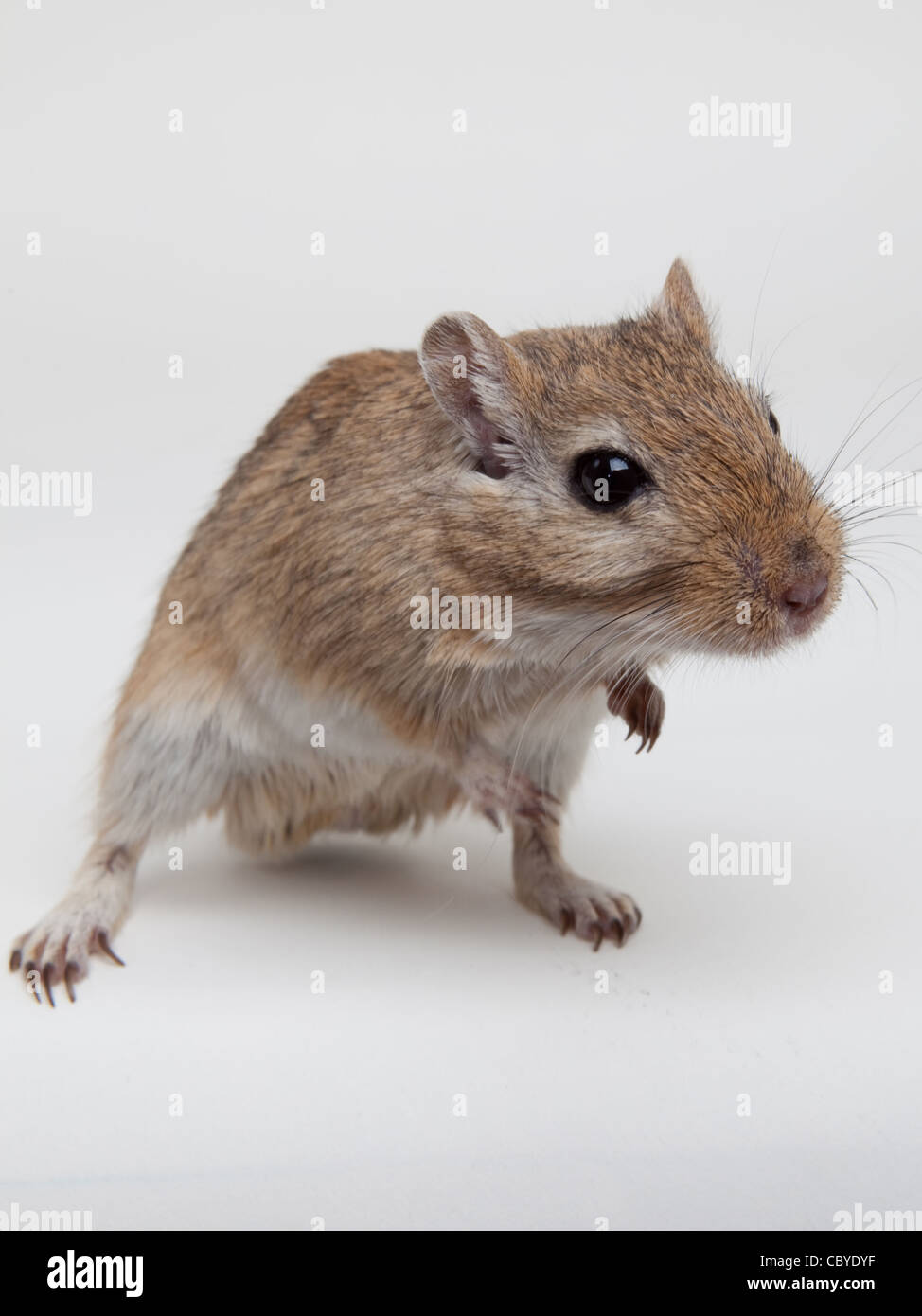 Männliche Rennmaus auf ein weißes Studio-Hintergrund Stockfoto