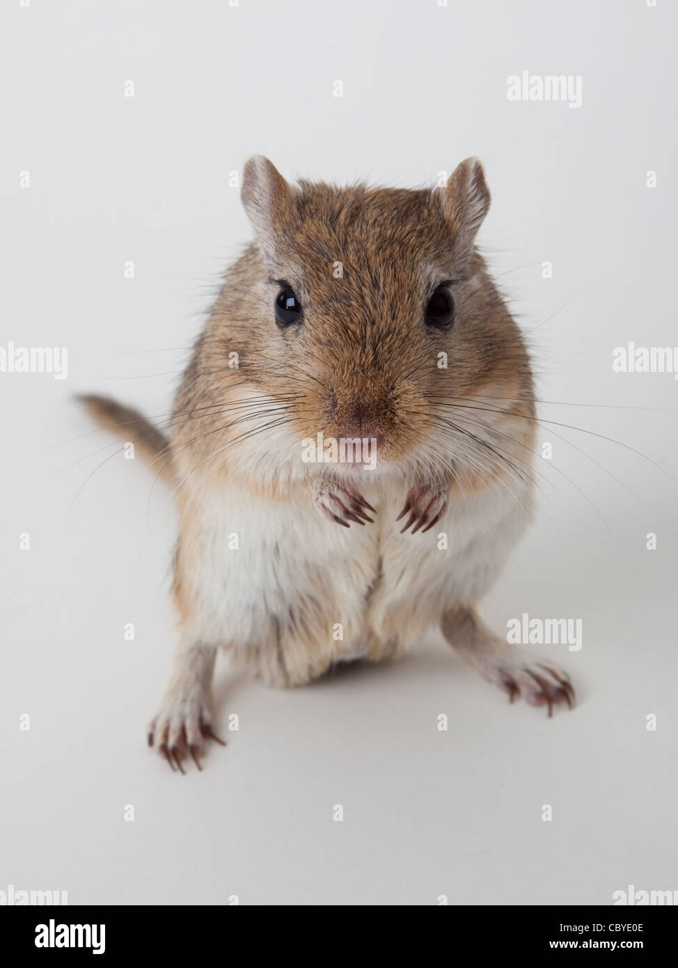 Männliche Rennmaus auf ein weißes Studio-Hintergrund Stockfoto