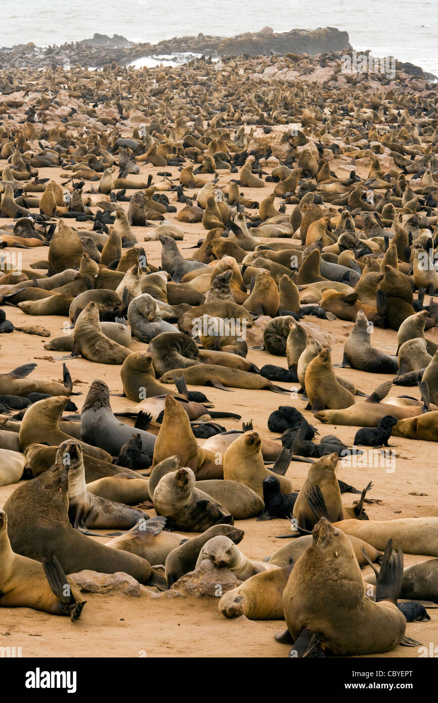 Cape Robbenkolonie - Cape Cross Seal Reserve - in der Nähe von Henties Bay, Namibia, Afrika Stockfoto Cape Robbenkolonie - Cape Cross Seal Reserve - in der Nähe von Henties Bay, Namibia, Afrika Stockfoto
