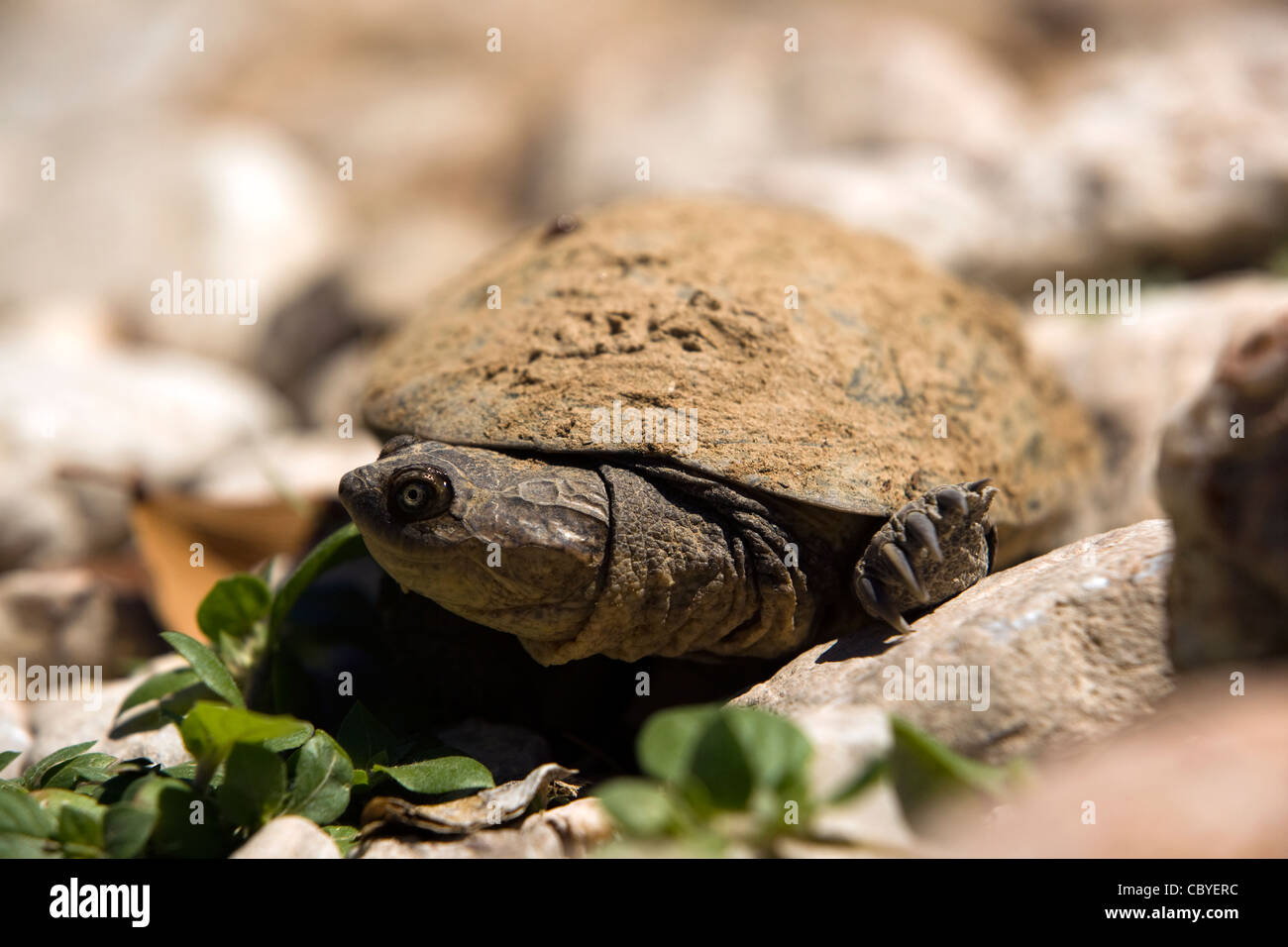 Schildkröte - Damaraland - Kunene Region, Namibia, Afrika Stockfoto