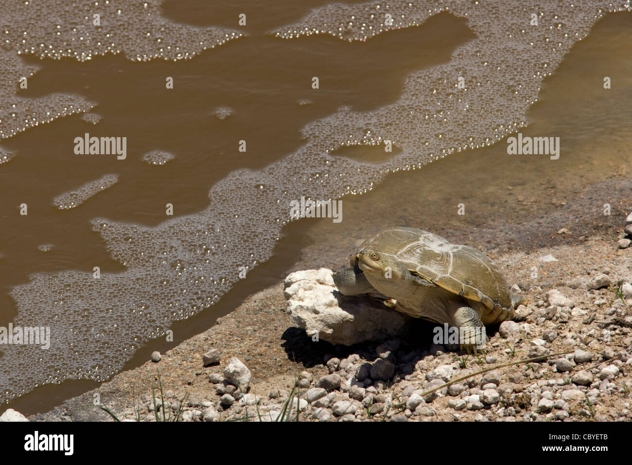 Schildkröte - Etosha Nationalpark, Namibia, Afrika Stockfoto