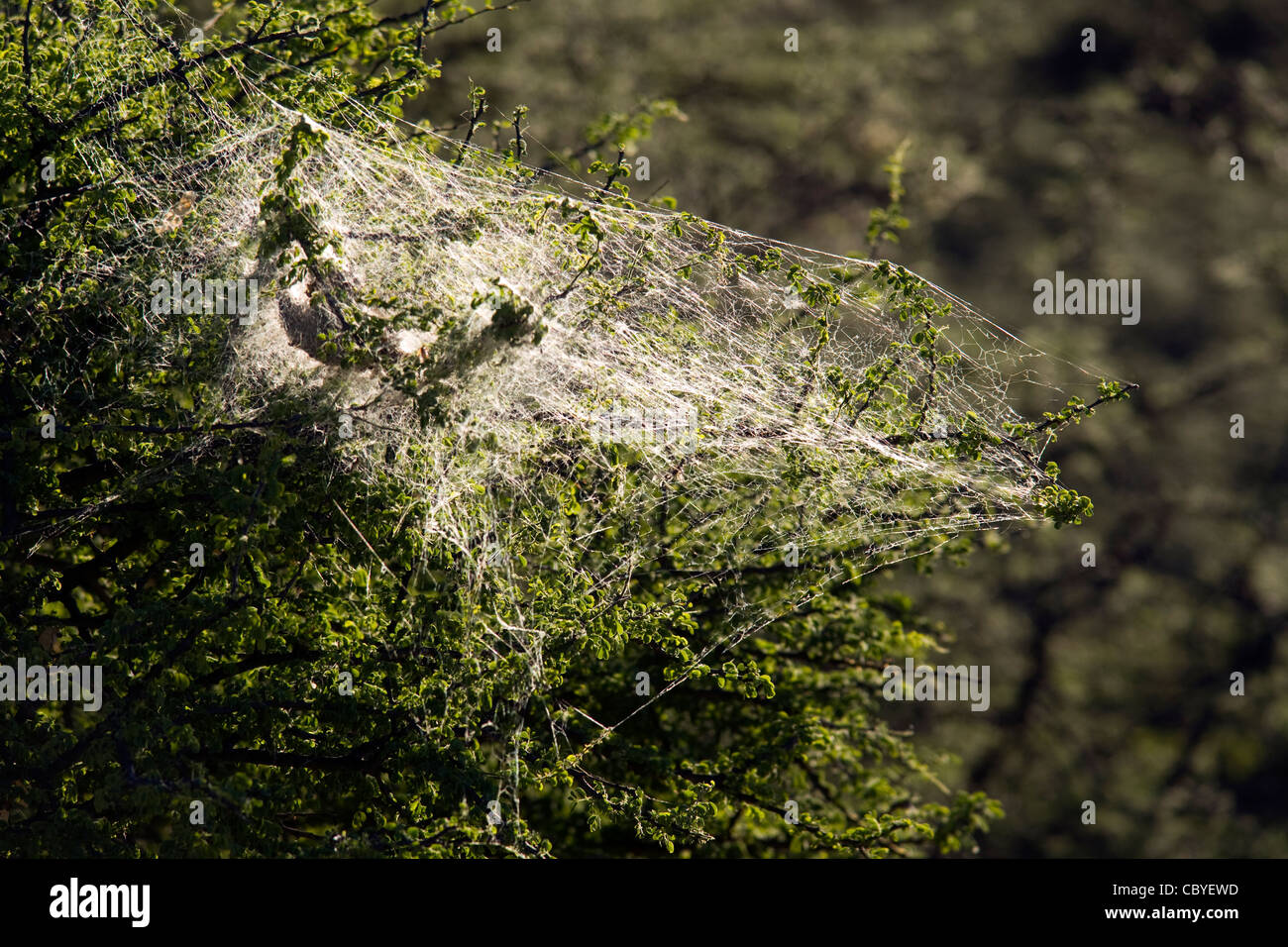 Kommunale Spinnennetz - Okonjima, in der Nähe von Otjiwarongo, Namibia, Afrika Stockfoto