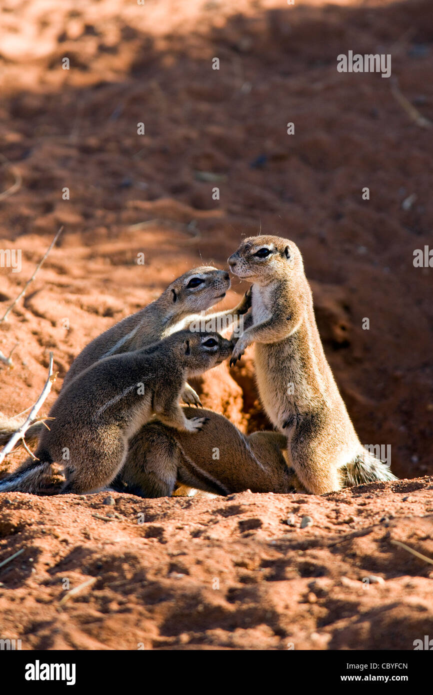 Kap-Borstenhörnchen Familie - Wolwedans - NamibRand Nature Reserve - Hardap Region, Namibia, Afrika Stockfoto