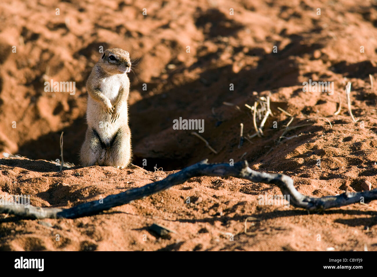 Cape Ground Squirrel - Wolwedans - NamibRand Nature Reserve - Hardap Region, Namibia, Afrika Stockfoto