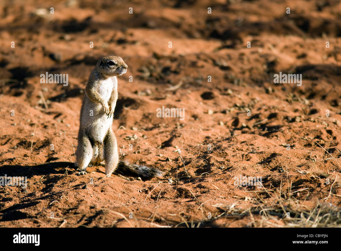 Cape Ground Squirrel - Wolwedans - NamibRand Nature Reserve - Hardap Region, Namibia, Afrika Stockfoto