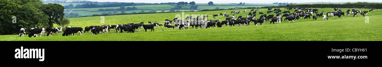 Panorama einer Herde von 300 Milchkühe weiden in einem Feld Stockfoto