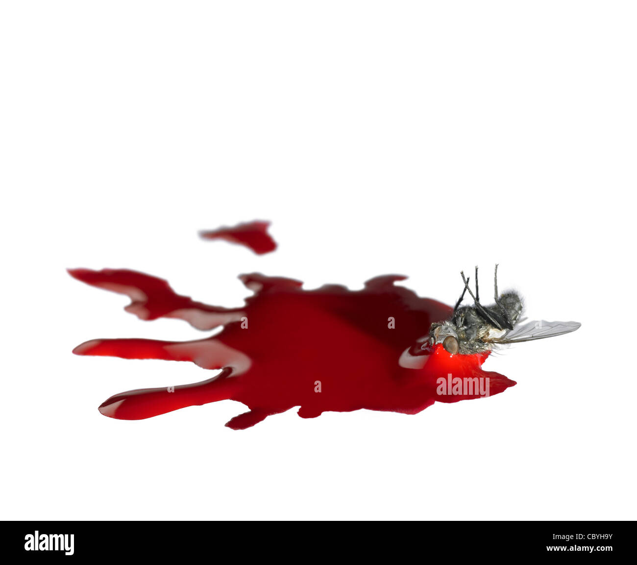 seltsame Szene mit Rückenlage Tote Fliege und roter Farbe im Licht zurück... Stockfoto