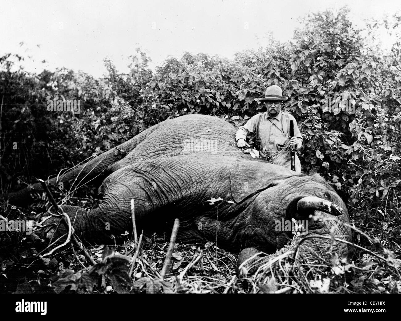 Oberst Theodore Roosevelt und ein Elefantenbulle beschossen Meru, ca. 1919 Stockfoto
