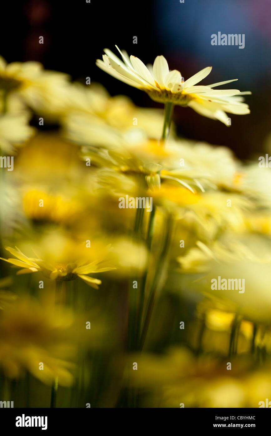 Blumen von Anthemis Tinctoria ' E. C. Buxton' gemeinsamen Namen Golden Marguerite, an einem sonnigen Tag Stockfoto