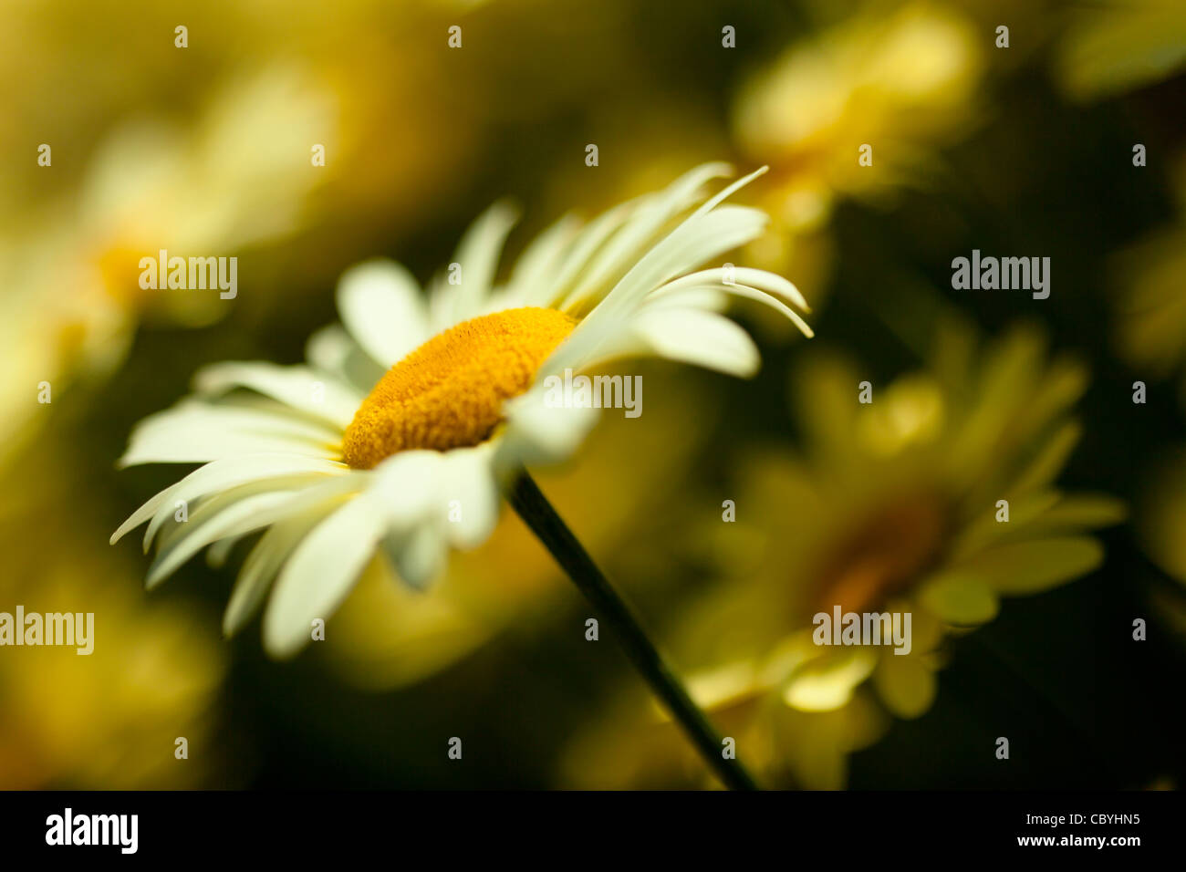 Blumen von Anthemis Tinctoria ' E. C. Buxton' gemeinsamen Namen Golden Marguerite, an einem sonnigen Tag Stockfoto